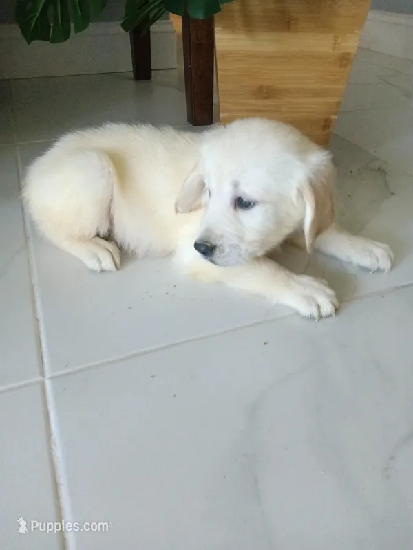 Teddy  – Golden Retriever puppy for sale in Port Charlotte, FL