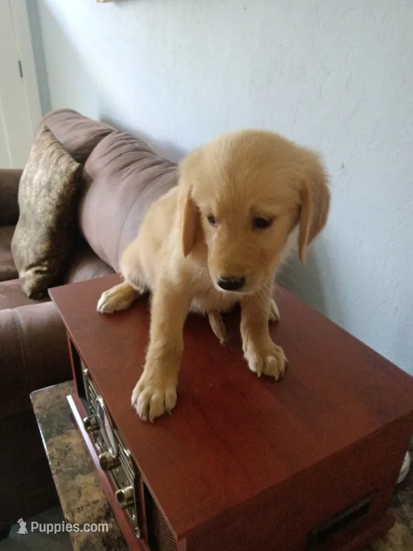 Cookie – Golden Retriever puppy for sale in Port Charlotte, FL