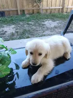 Luke , a male Golden Retriever for sale in Port Charlotte, FL – 3 of 3