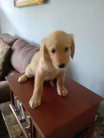 Cookie, a female Golden Retriever for sale in Port Charlotte, FL – 5 of 5