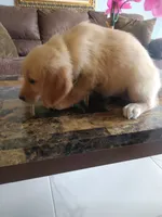 Cookie, a female Golden Retriever for sale in Port Charlotte, FL – 2 of 5