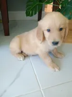 Whiskey , a male Golden Retriever for sale in Port Charlotte, FL – 9 of 10
