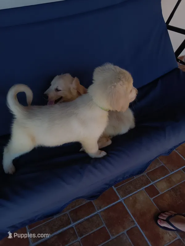 Teddy  – Golden Retriever puppy for sale in Port Charlotte, FL