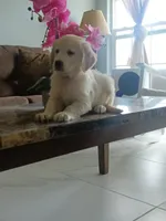 Ginger , a female Golden Retriever for sale in Port Charlotte, FL – 6 of 6
