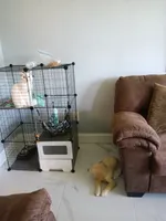 Max, a male Golden Retriever for sale in Port Charlotte, FL – 3 of 3