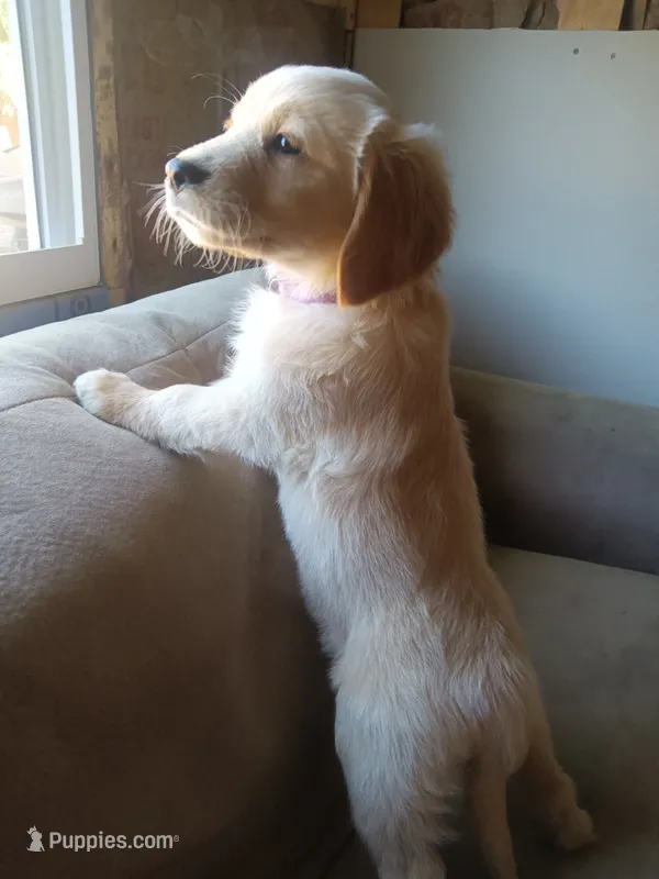 Max – Golden Retriever puppy for sale in Port Charlotte, FL