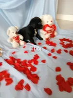 processed/71c66339-9473-4631-8875-eae99550a390/listing/aaa6d337-0350-461b-a47e-b804c91a93d1/6b4504c8-87ec-4a41-b833-f00c063d2b01