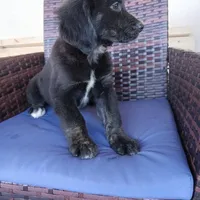 Thor, a male Golden Retriever for sale in Fort Pierce, FL – Photo 3 of 3