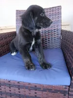 Thor, a male Golden Retriever for sale in Port Charlotte, FL – Photo 3 of 3