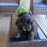 Thor, a male Golden Retriever for sale in Fort Pierce, FL – Photo 2 of 3