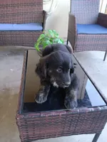 Thor, a male Golden Retriever for sale in Port Charlotte, FL – Photo 2 of 3