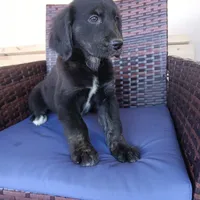 Thor, a male Golden Retriever for sale in Fort Pierce, FL – Photo 1 of 3