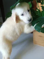 Teddy , a male Golden Retriever for sale in Port Charlotte, FL – 4 of 6