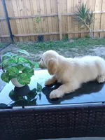 Luke , a male Golden Retriever for sale in Port Charlotte, FL – 2 of 3