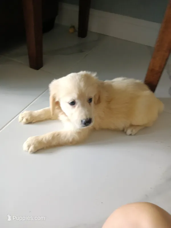 Ginger  – Golden Retriever puppy for sale in Port Charlotte, FL