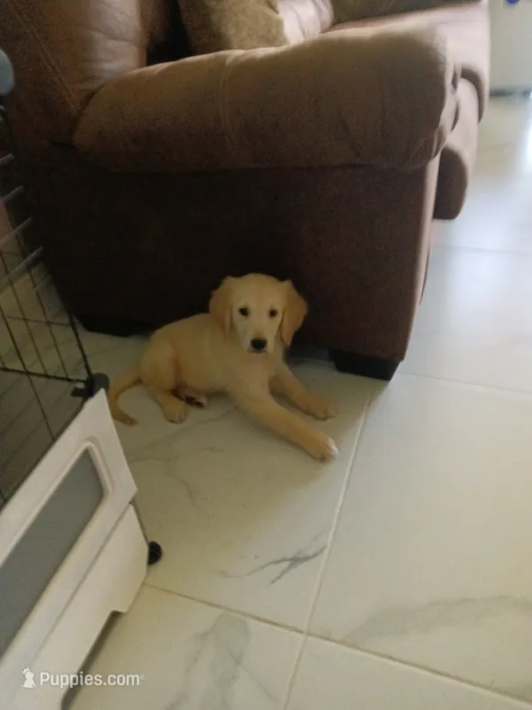 Max – Golden Retriever puppy for sale in Port Charlotte, FL