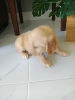Whiskey , a male Golden Retriever for sale in Port Charlotte, FL – 3 of 10