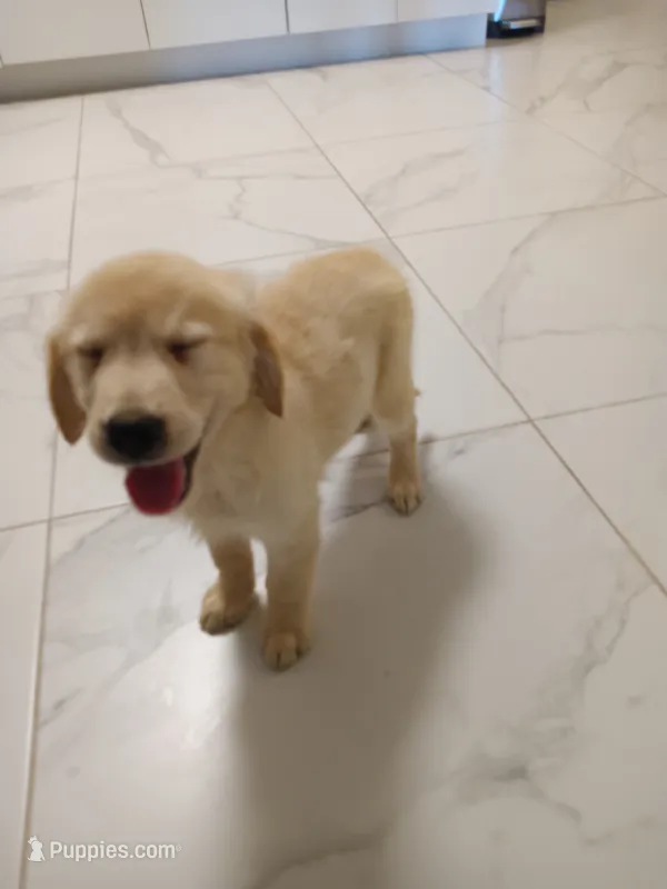 Max – Golden Retriever puppy for sale in Port Charlotte, FL