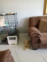 Max, a male Golden Retriever for sale in Port Charlotte, FL – 2 of 3