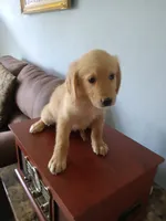 Cookie, a female Golden Retriever for sale in Port Charlotte, FL – 4 of 5