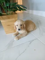 Whiskey , a male Golden Retriever for sale in Port Charlotte, FL – 10 of 10