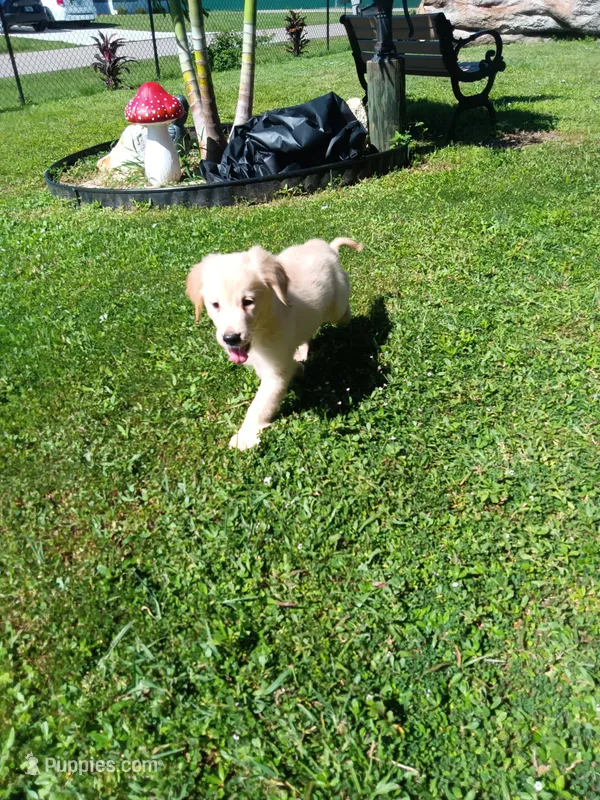 Teddy  – Golden Retriever puppy for sale in Port Charlotte, FL