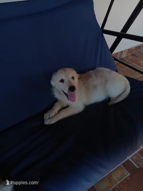 Teddy  – Golden Retriever puppy for sale in Port Charlotte, FL