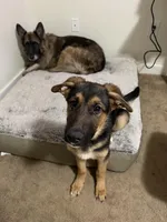 Benji, a male German Shepherd Dog for sale in Jacksonville, NC – Photo 4 of 5