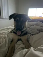 Benji, a male German Shepherd Dog for sale in Jacksonville, NC – Photo 2 of 5