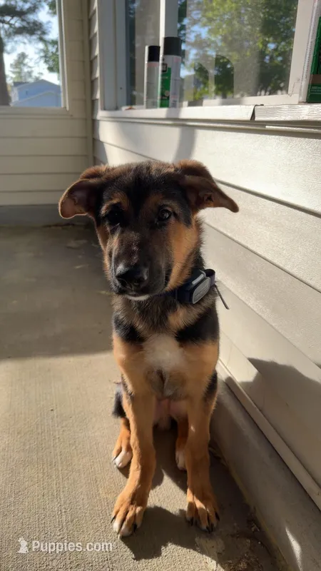 Benji – German Shepherd Dog puppy for sale in Jacksonville, NC