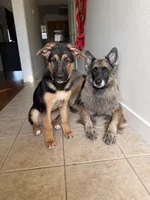 Benji, a male German Shepherd Dog for sale in Jacksonville, NC – Photo 5 of 5