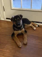 Benji, a male German Shepherd Dog for sale in Jacksonville, NC – Photo 3 of 5