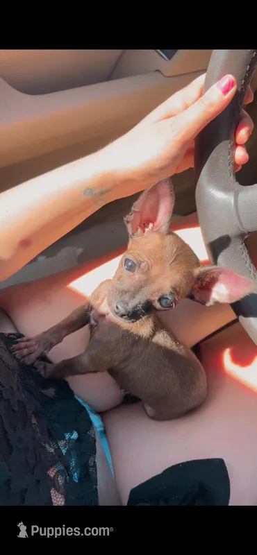 Murphy  – Chihuahua puppy for sale in Murrieta, CA