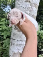 Long Hair Dapple Piebald , a male Miniature Dachshund for sale in Poplarville, MS – 2 of 3