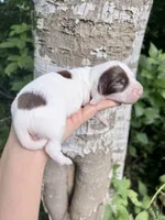 LH chocolate Piebald, a male Miniature Dachshund for sale in Poplarville, MS – 3 of 3