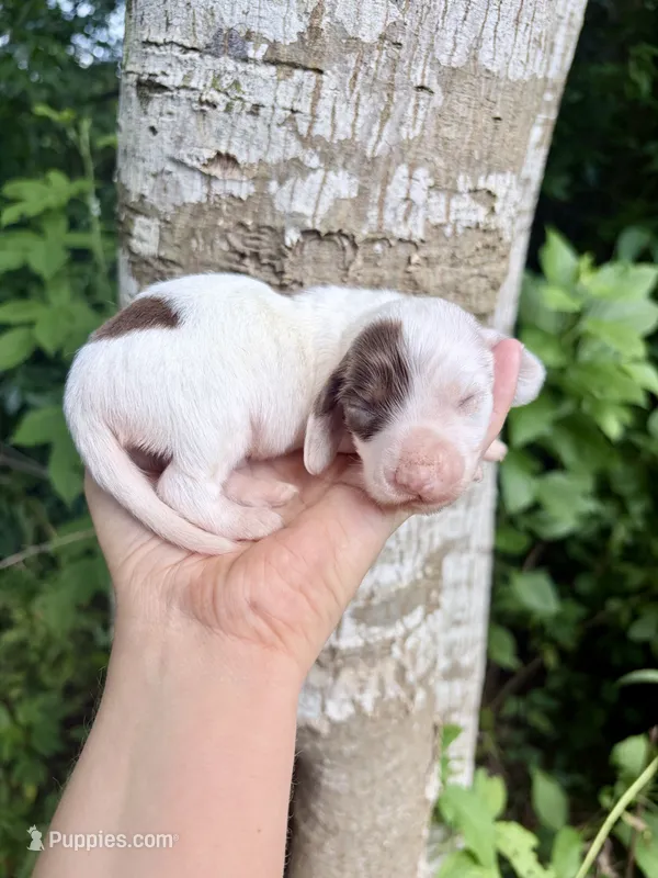 LH chocolate Piebald – Miniature Dachshund puppy for sale in Poplarville, MS