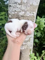 LH chocolate Piebald, a male Miniature Dachshund for sale in Poplarville, MS – 1 of 3
