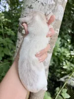 Long Hair Dapple Piebald , a male Miniature Dachshund for sale in Poplarville, MS – 3 of 3