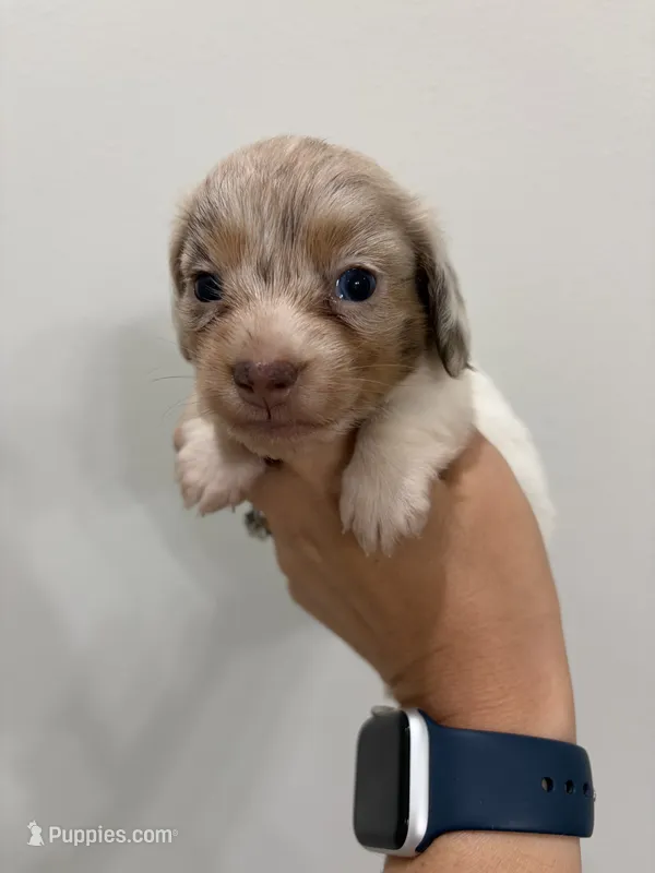 Long Hair Dapple Piebald  – Miniature Dachshund puppy for sale in Poplarville, MS