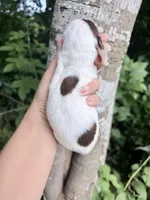 LH chocolate Piebald, a male Miniature Dachshund for sale in Poplarville, MS – 2 of 3