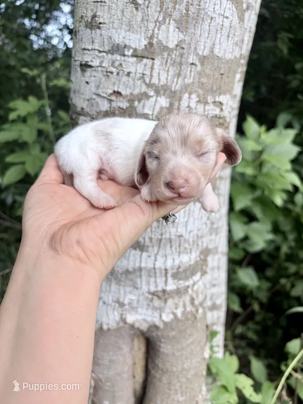 Long Hair Dapple Piebald  – Miniature Dachshund puppy for sale in Poplarville, MS