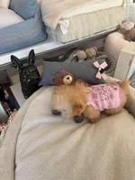 Itty bitty , a female Maltipoo and Poodle - Toy  for sale in Southfield, MI – 4 of 8
