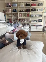 Redman , a male Poodle - Toy  for sale in Southfield, MI – 9 of 10