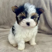 Papa, a male Yorkshire Terrier for sale in Southfield, MI – Photo 2 of 2