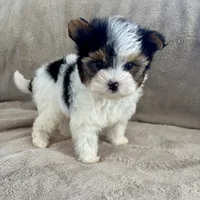 Papa, a male Yorkshire Terrier for sale in Southfield, MI – Photo 1 of 2