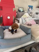 Redman , a male Poodle - Toy  for sale in Southfield, MI – 5 of 10