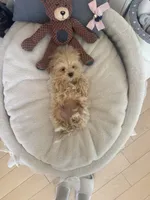 Momo, a male Maltipoo for sale in Southfield, MI – 4 of 5