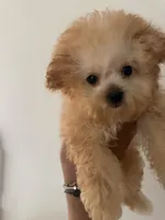Itty bitty , a female Maltipoo and Poodle - Toy  for sale in Southfield, MI – 6 of 8