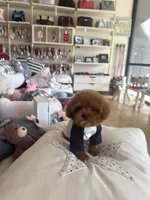 Redman , a male Poodle - Toy  for sale in Southfield, MI – 4 of 10