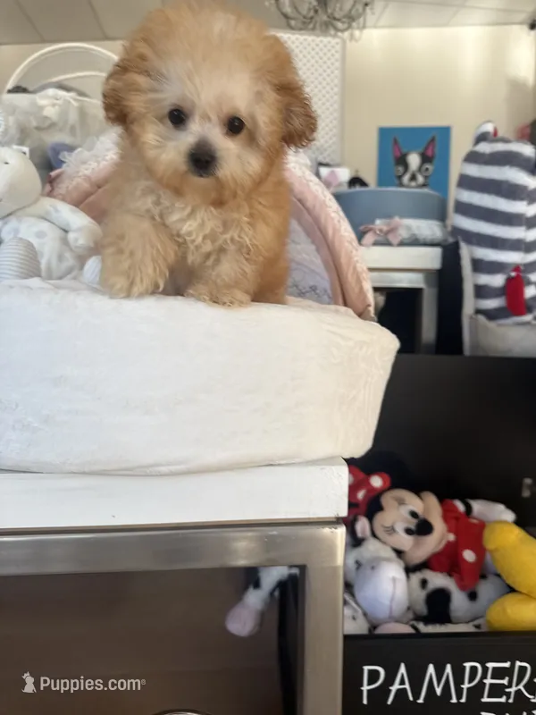 Itty bitty  – Maltipoo puppy for sale in Southfield, MI